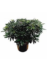 Rhododendron hybrid Roseum Elegans C45 Lit. 120 cm