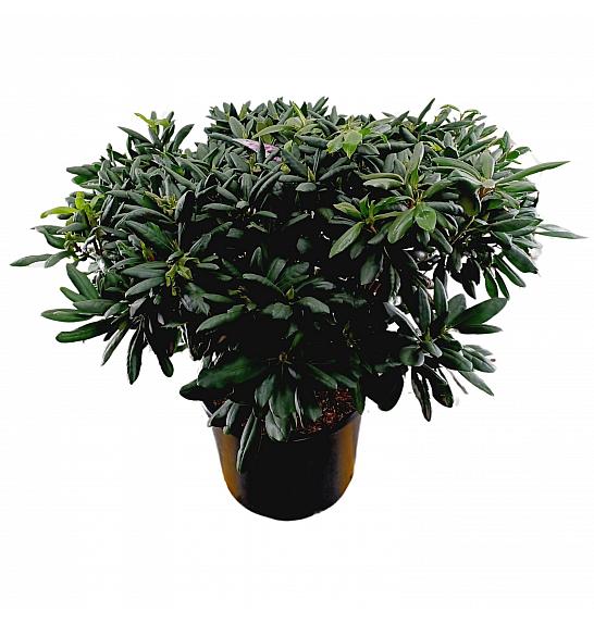 Rhododendron hybrid Roseum Elegans C45 Lit. 120 cm