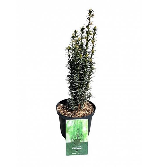 Taxus baccata Zelena rukola C2,5 lit. 30-40 cm