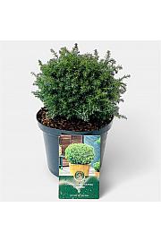 Chamaecyparis pisifera Cumulus C2.5 Lit. 15-20 cm