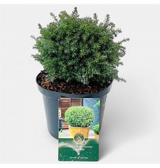 Chamaecyparis pisifera Cumulus C2.5 Lit. 15-20 cm