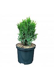 Chamaecyparis lawsoniana Drath Hexe C2.5 lit. 15-20 cm