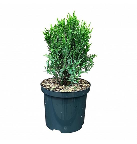 Chamaecyparis lawsoniana Drath Hexe C2.5 lit. 15-20 cm