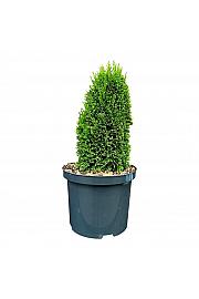 Thuja occidentalis Max C5 Lit. 25-30 cm