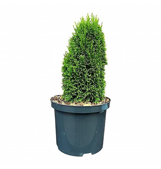 Thuja occidentalis Max C5 Lit. 25-30 cm