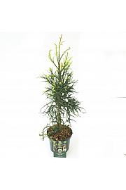 Cryptomeria japonica Kyara Gold ᴾᴿ C5 Lit. 50-60 cm