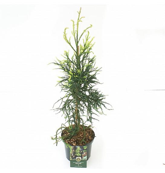 Cryptomeria japonica Kyara Gold ᴾᴿ C5 Lit. 50-60 cm