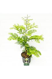 Metasequoia glyptostroboides Goldrush C5 Lit. 50-60 cm