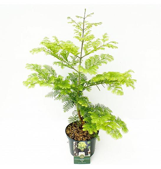 Metasequoia glyptostroboides Goldrush C5 Lit. 50-60 cm