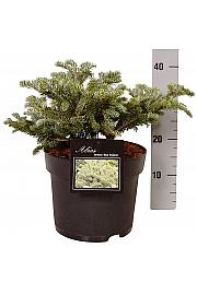 Abies koreana Blue Emperor C5 Lit. 25-30 cm