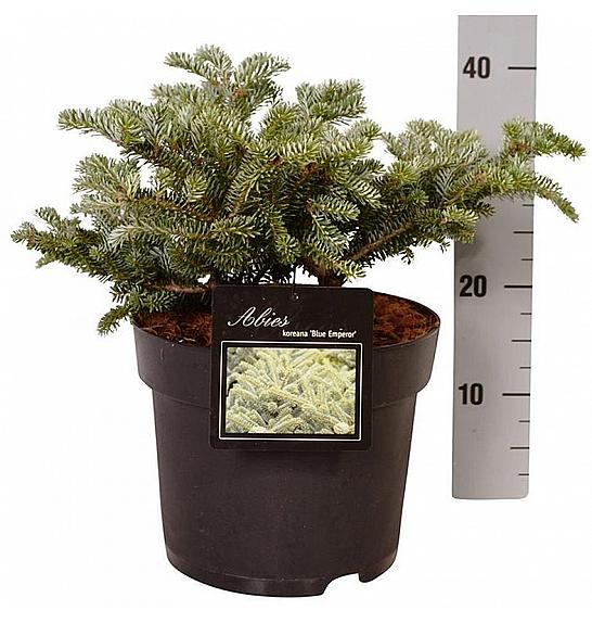 Abies koreana Blue Emperor C5 Lit. 25-30 cm