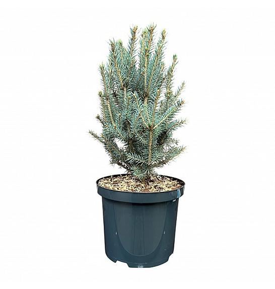 Picea pungens Scotia C5 Lit. 25-30 cm