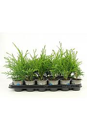 Thuja plicata Aldrich Mountain Ø9