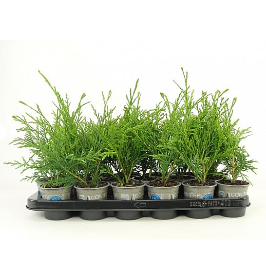 Thuja plicata Aldrich Mountain Ø9