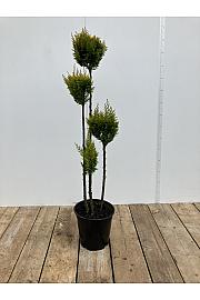 Chamaecyparis lawsoniana Ellwoodii C10 Lit. 90-100 cm Multiball