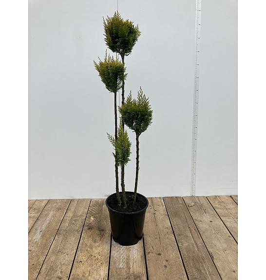 Chamaecyparis lawsoniana Ellwoodii C10 Lit. 90-100 cm Multiball