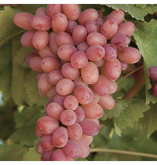 Vitis vinifera Apirena Arancio C4 Lit. 125-150 cm