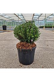 Ilex crenata Gloria Dwarf® C4,5 lit. 20-25 cm