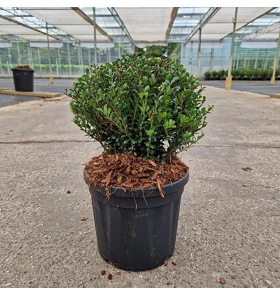 Ilex crenata Gloria Dwarf® C4,5 lit. 20-25 cm