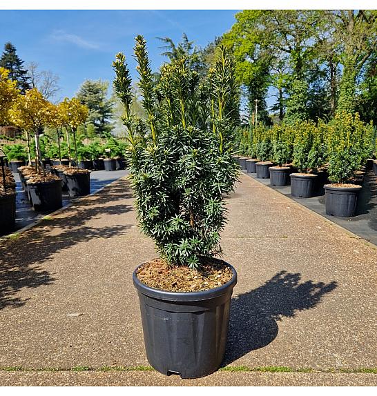 Taxus baccata Fastigiata David C11 Lit. 50/+ cm
