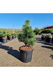 Pinus mugo Gnome C6 Lit. 30-35 cm