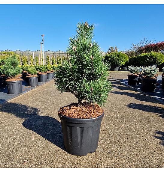 Pinus mugo Gnome C6 Lit. 30-35 cm
