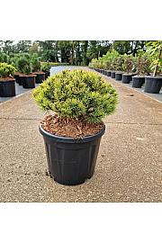 Pinus mugo Ophir C11 Lit. 30/+ cm Kugla