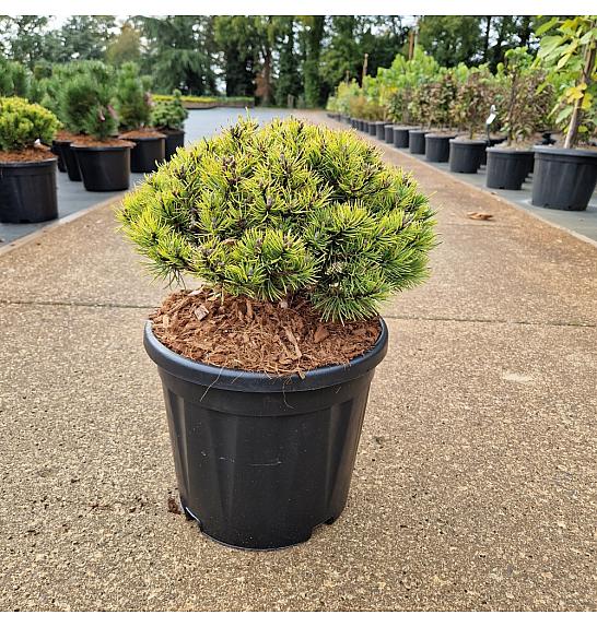 Pinus mugo Ophir C11 Lit. 30/+ cm Kugla