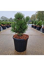 Pinus leucodermis Irish Bell C8 Lit. 25-30 cm