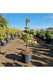 Ginkgo biloba Troll C11 Lit. 50-60 cm
