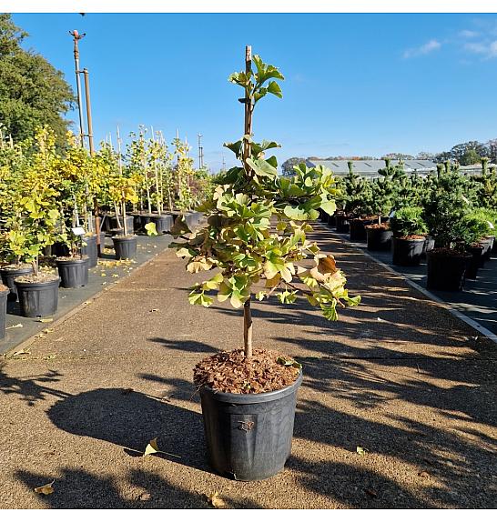 Ginkgo biloba Troll C11 Lit. 50-60 cm