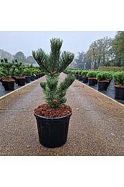Pinus nigra Oregon Green C8 Lit. 40-50 cm
