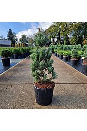 Pinus parviflora Bonnie Bergman C11 Lit. 50/+ cm