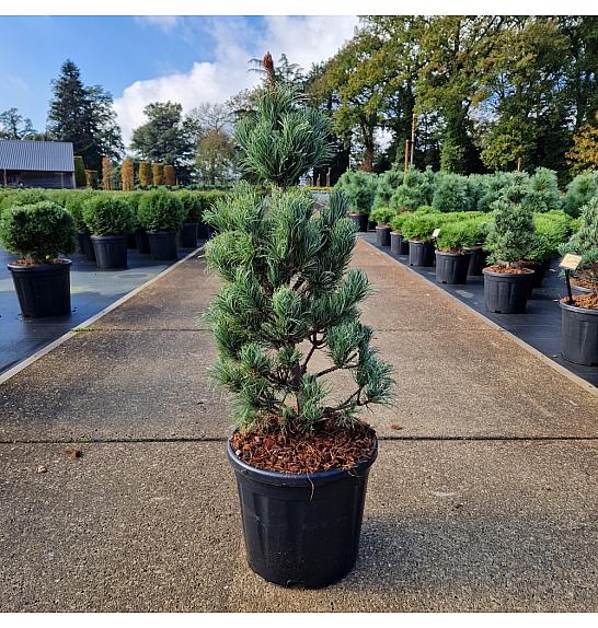 Pinus parviflora Bonnie Bergman C11 Lit. 50/+ cm