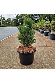 Pinus leucodermis Malinki C12 Lit. 40-50 cm