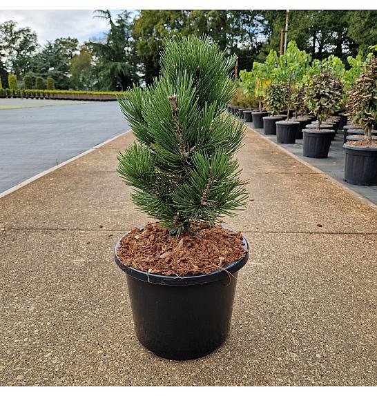 Pinus leucodermis Malinki C12 Lit. 40-50 cm