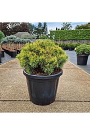 Pinus mugo Ophir C20 Lit. 40-45 cm