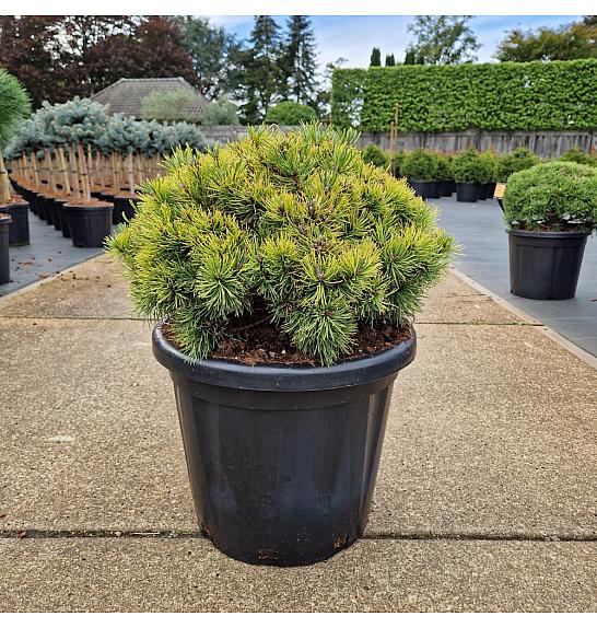 Pinus mugo Ophir C20 Lit. 40-45 cm