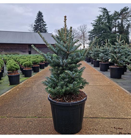 Abies koreana Tordis C20 Lit. 60-70 cm