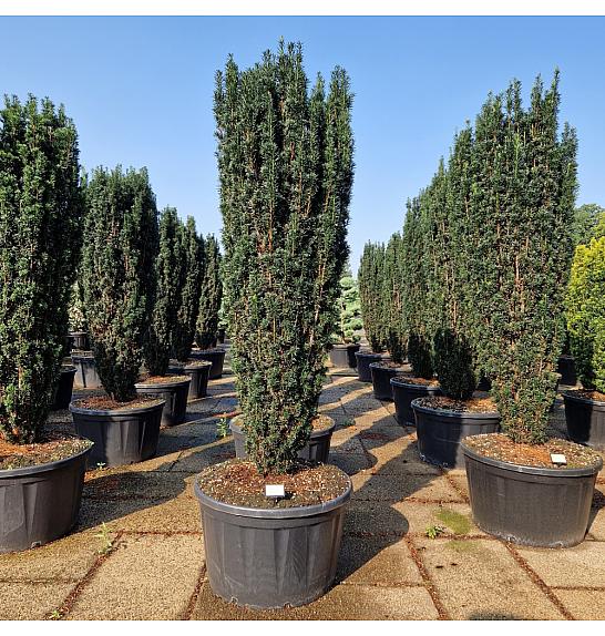 Taxus baccata Pirat C280 Lit. 225-250 cm