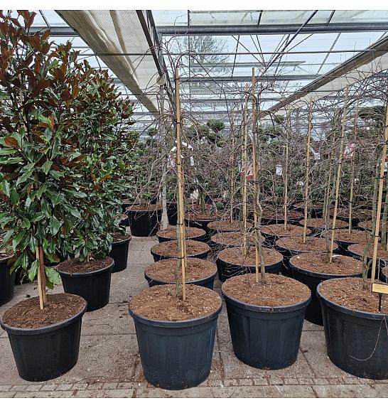 Acer palmatum Orangeola C130 Lit. 150-175 cm