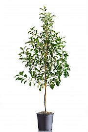 Malus domestica Prinz Albrecht von Preußen C10 Lit. 125-150 cm