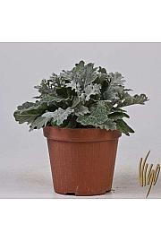 Cineraria maritime Ø14