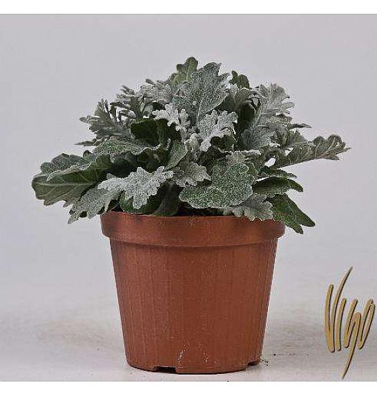 Cineraria maritime Ø14