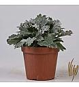 Cineraria marittima Ø14