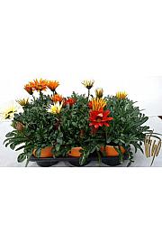 Gazania mix Ø14