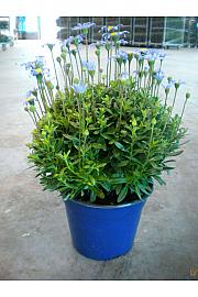 Agathea felicia Ø14