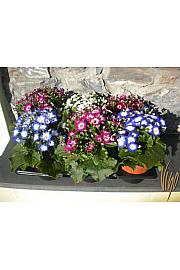 Cineraria Ø14