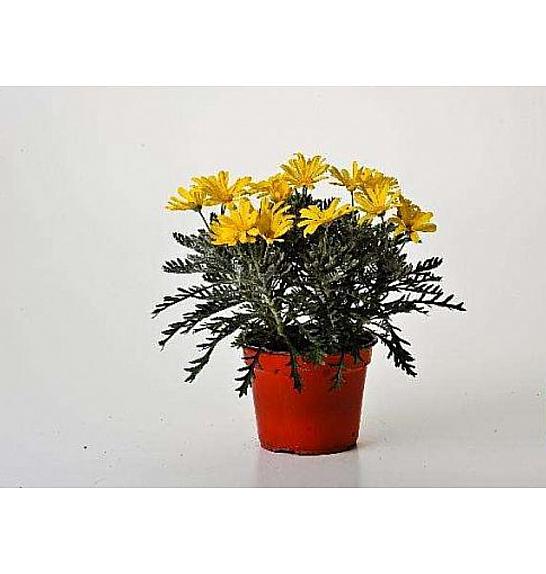 Euryops Ø14