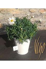 Chrysanthemum frutescens Ø14 bijela, metalna kanta u boji